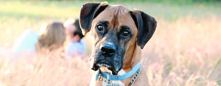 McKinney Texas Pet photographer