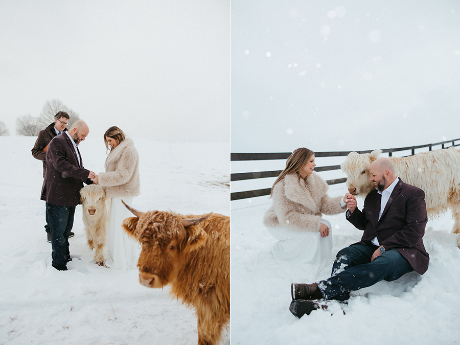 Virginia highland cow elopement photographer