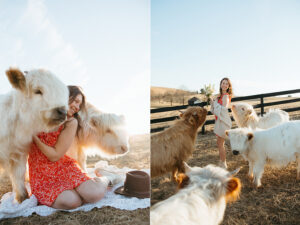 virginia highland cow portrait photographer