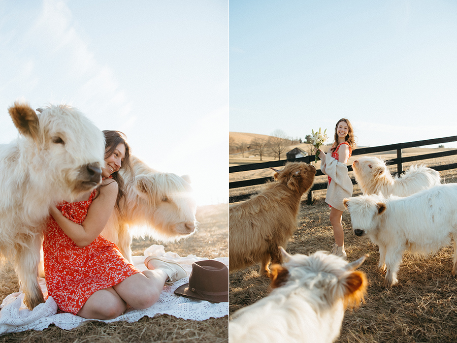 virginia highland cow portrait photographer