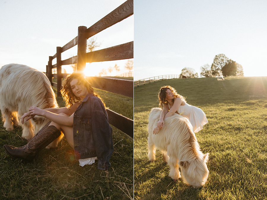 Virginia highland cow senior portrait photographer
