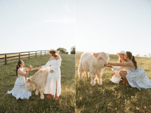 NOVA highland cow proposal photographer