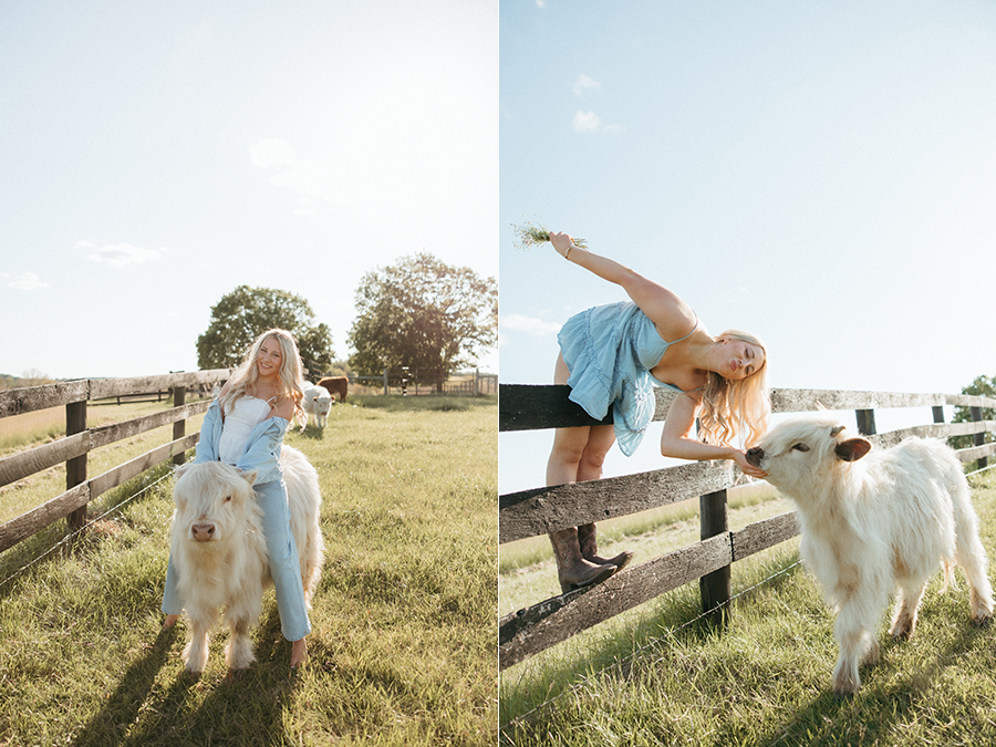 Virginia highland cow senior portrait photographer