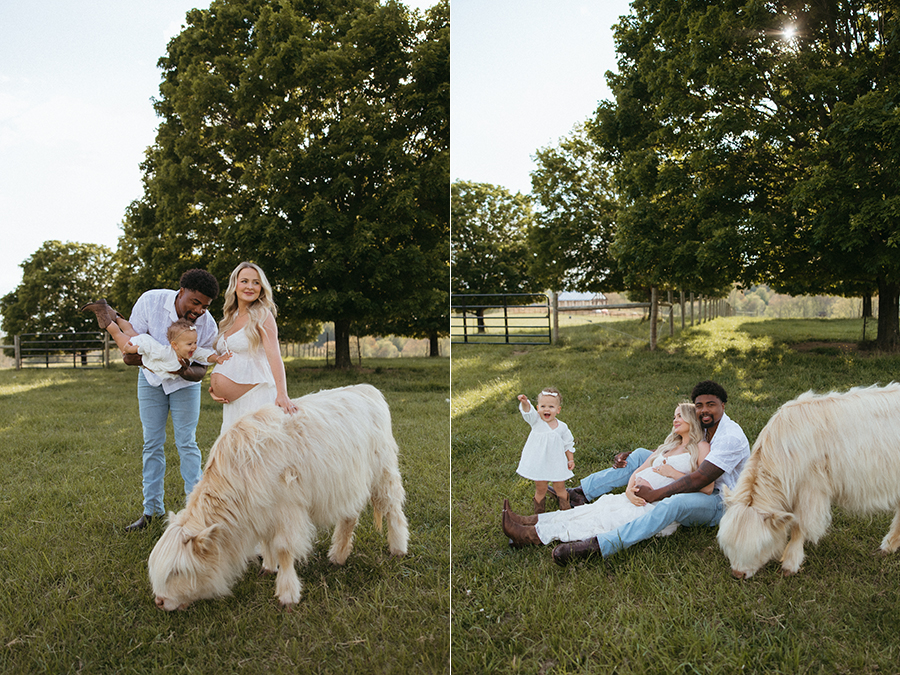 virginia highland cow maternity photographer