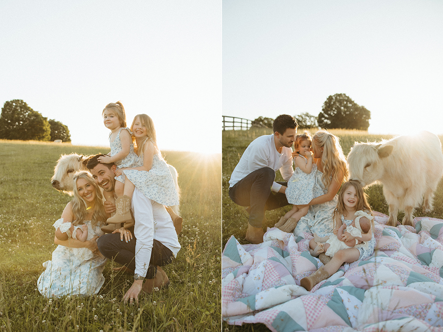 virginia highland cow family photographer