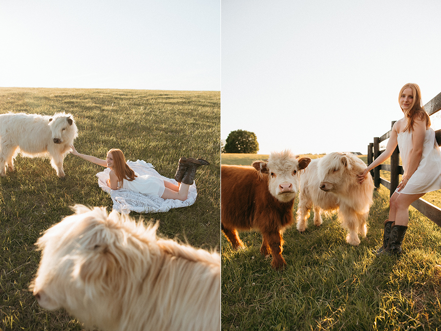 Virginia highland cow senior portrait photographer