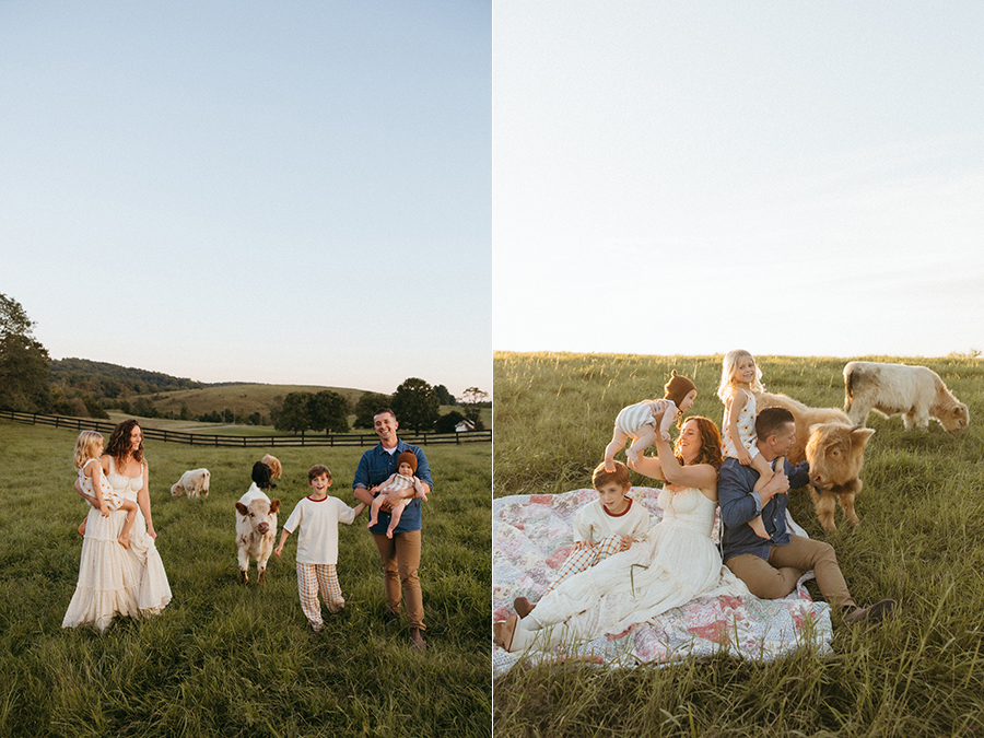 NOVA highland cow family photographer