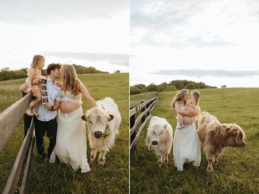 Highland cow mini session Virginia